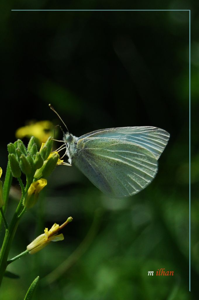 beyaz kelebek