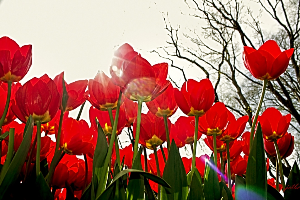 Lale devri 2013- 1 - Krmz Laleler 