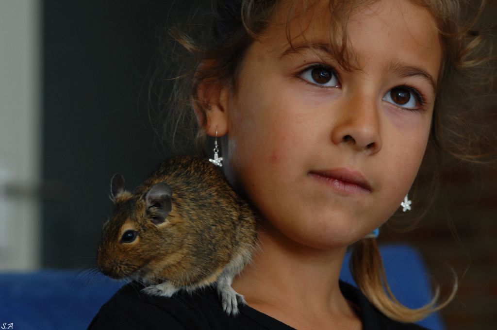 Sican ve dostu (Degu-Octodon)