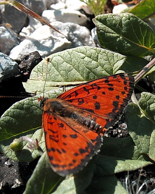 Benekli parhan - Melitaea Didyma