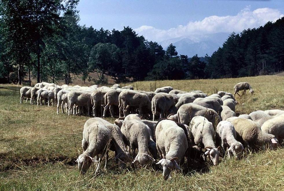 Keles yaylasnda koyunlar-Bursa