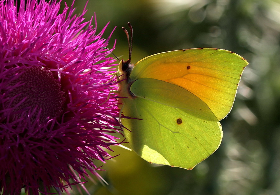 Kleopatra (Gonepteryx Cleopatra)