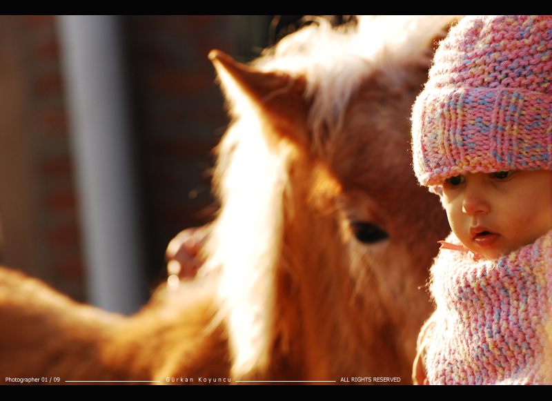 Midilli ve Minik ...