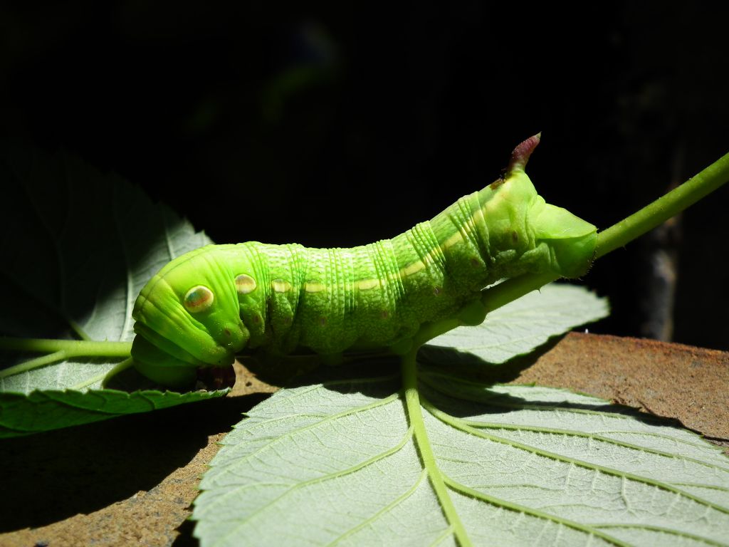 daldan indi bir trtl