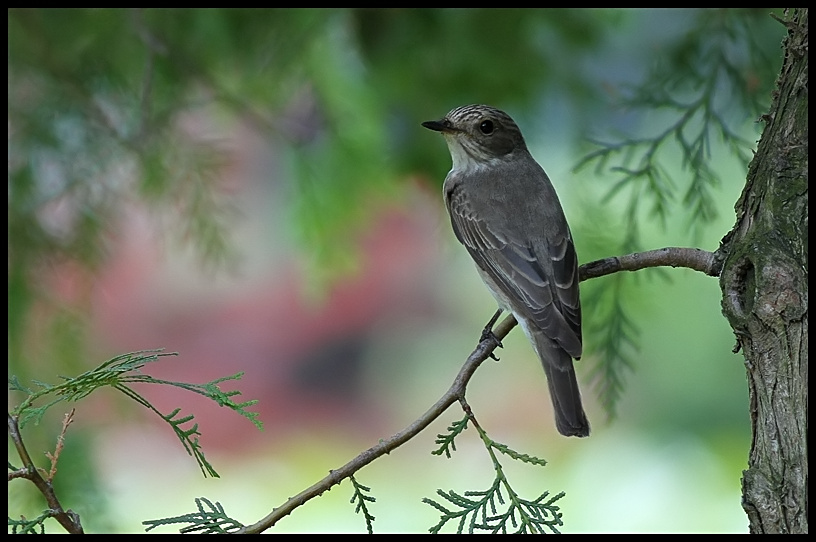 Benekli Sinekkapan Kuu