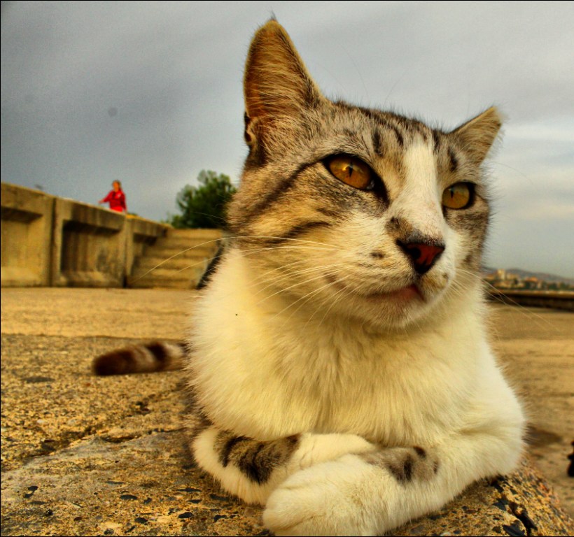 Caddebostan Kedisi