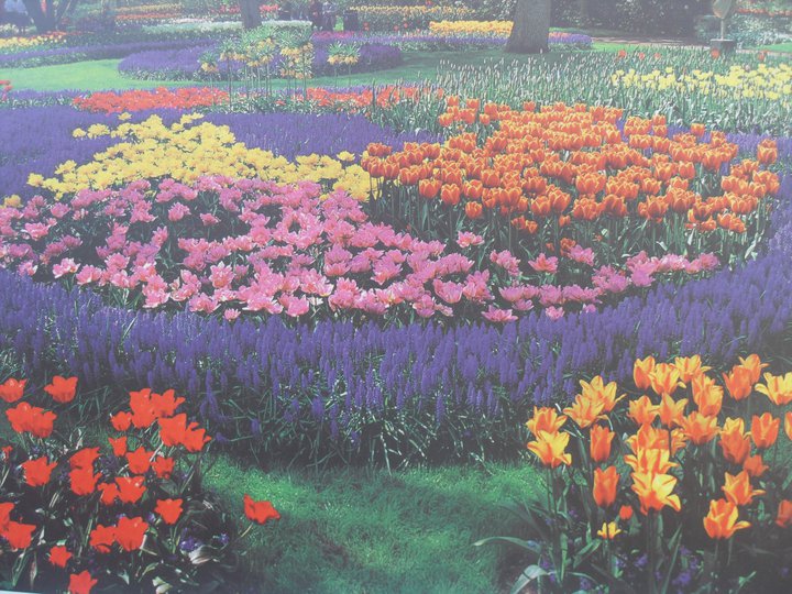 Keukenhof-Hollanda