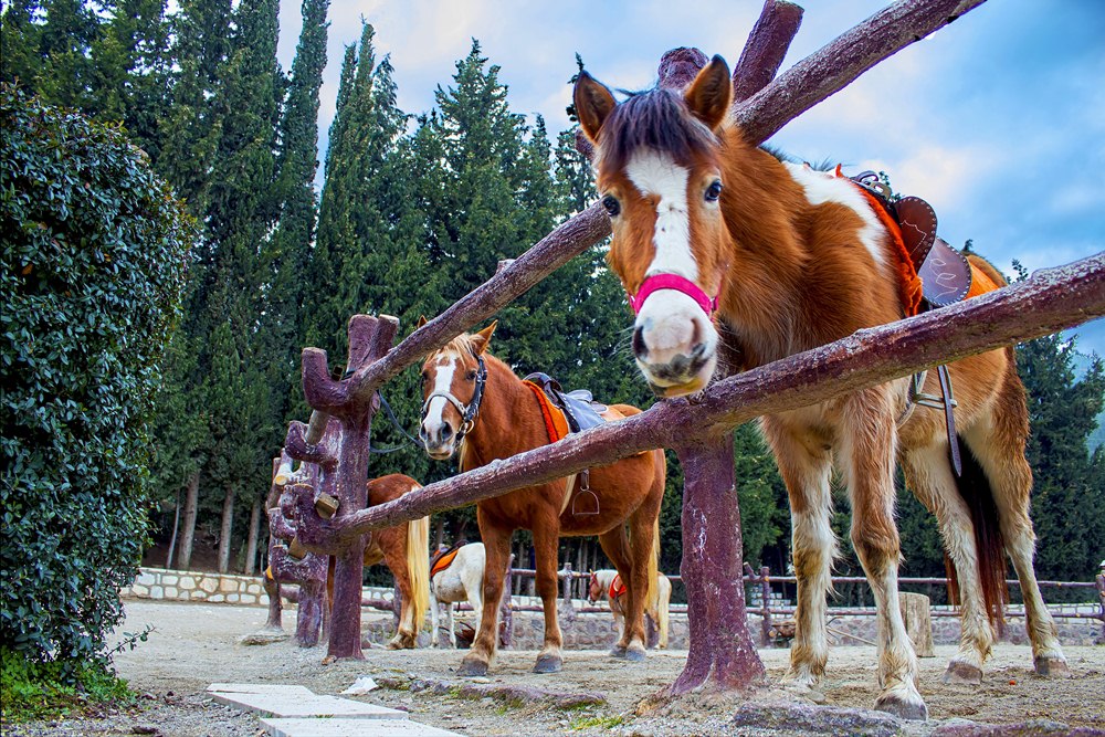 Kazak Atlar�- Kazak K�m�z �iftli�i / �ZM�R