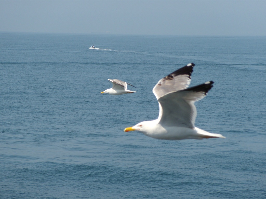 do�an�n g�zel ku�u:)