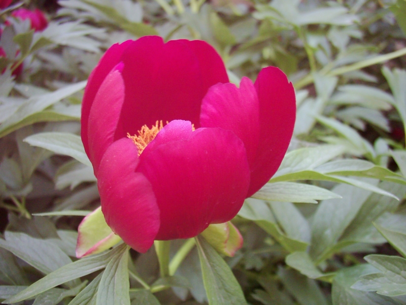 Masumluk Bu olsa gerek...