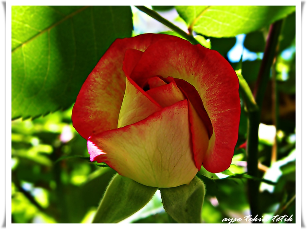 Mira Kandiliniz Kutlu Olsun...