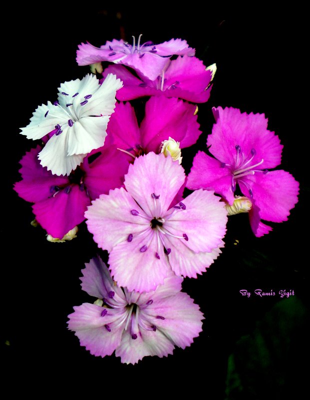 Gzel gren gzel dnr...