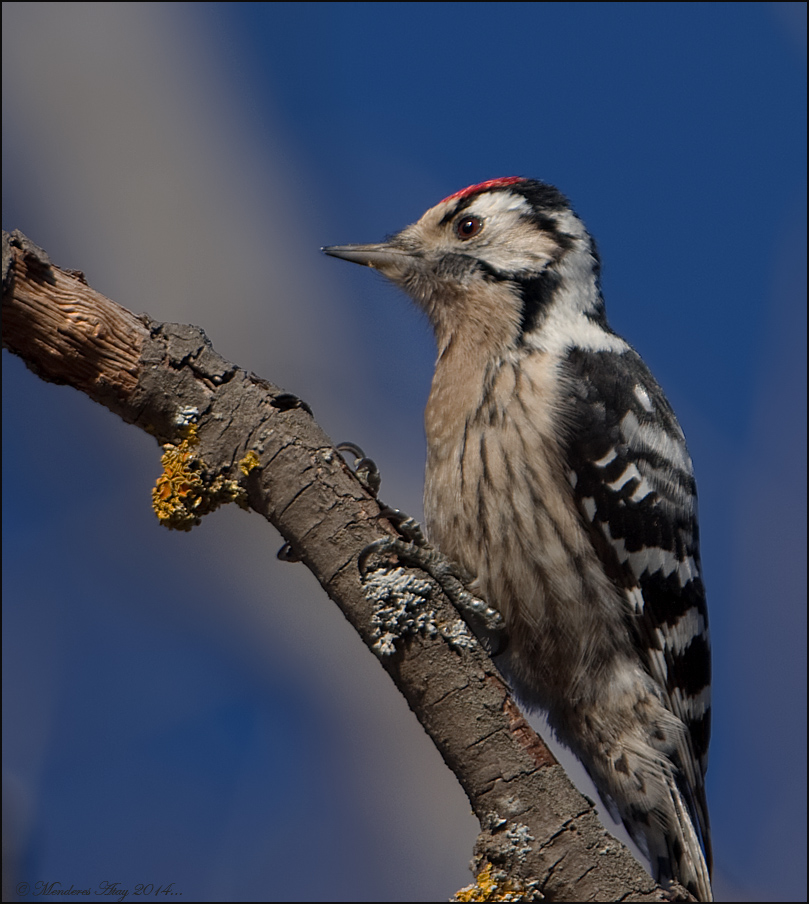 Kk aakakan Lesser spotted woodpecker / Dendro