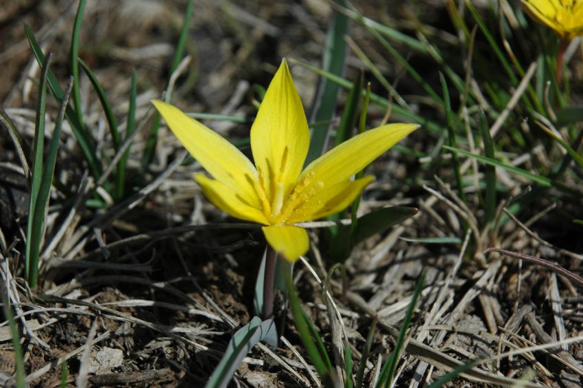 baharin erken gelen habercisi