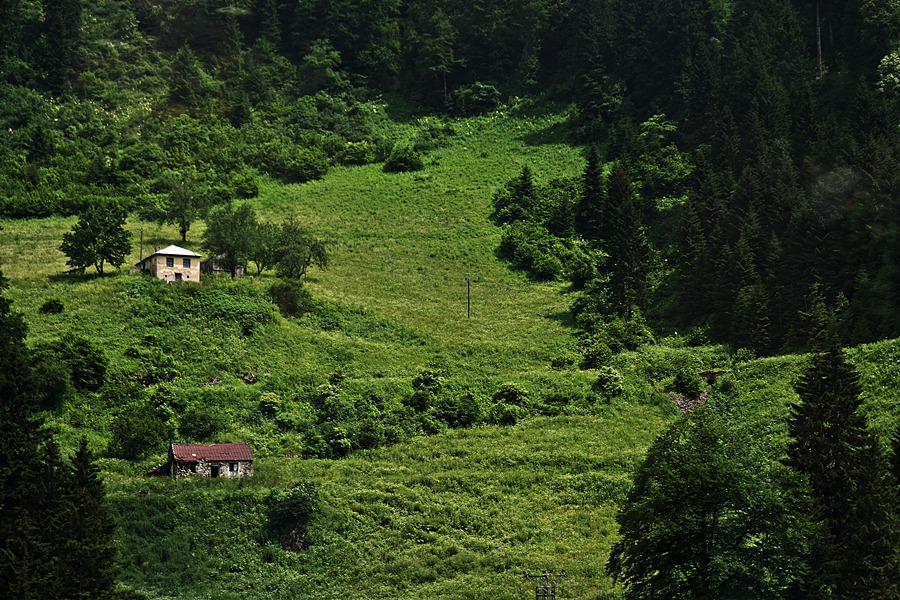 Yeil bir bakadr Karadeniz'de