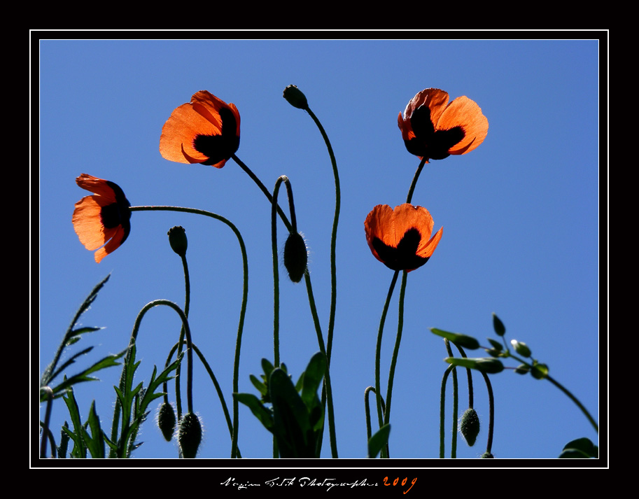 ... ::: Gnelenen Gelincikler ::: ...