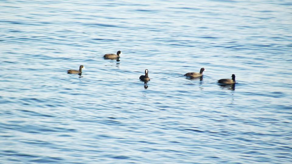 Trabzon / Faroz Liman