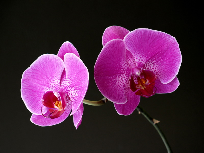 Mor Orkide