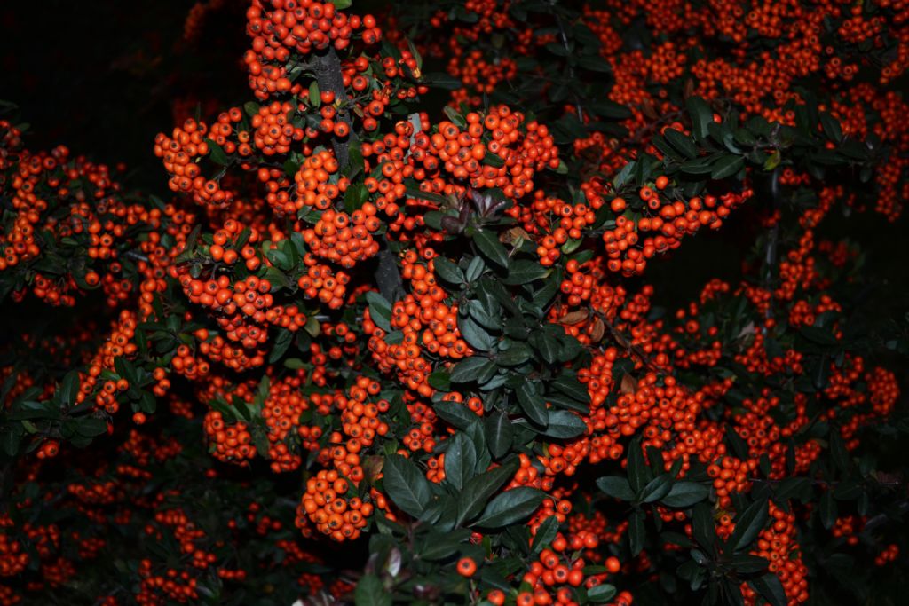 K���k Domatesler :)