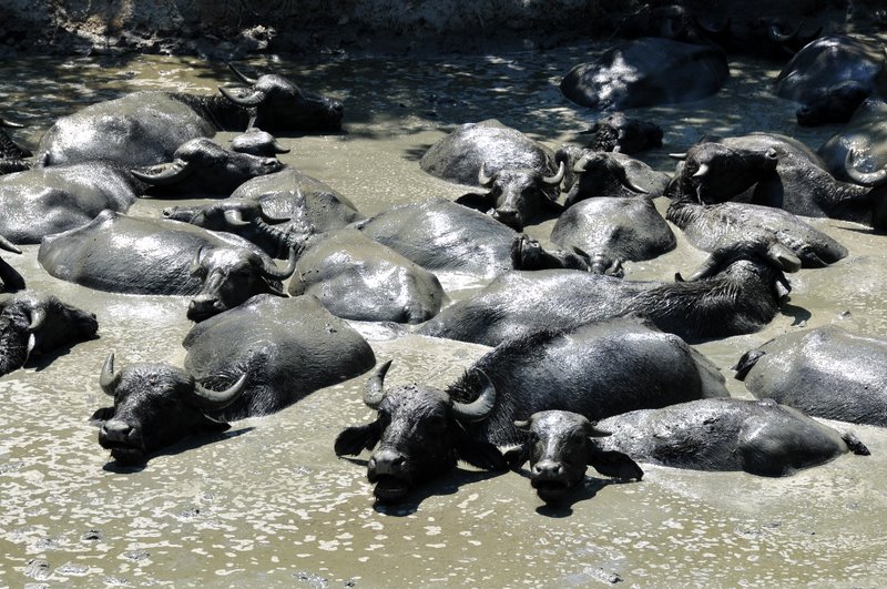 amur banyosu gzellik iin