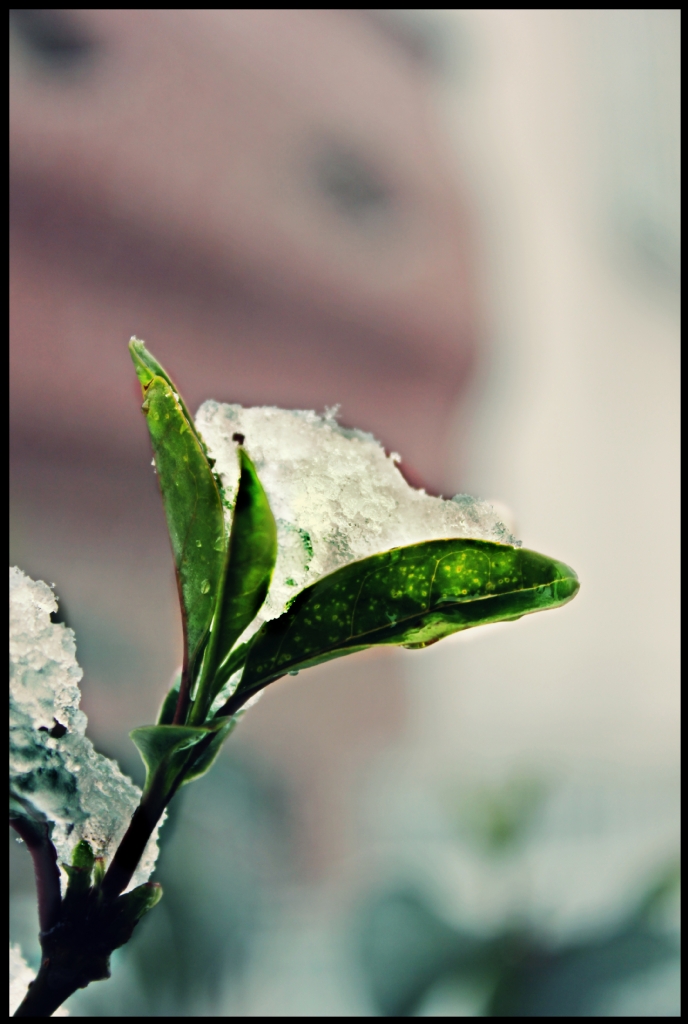 Ye�il Kar Yuvas�