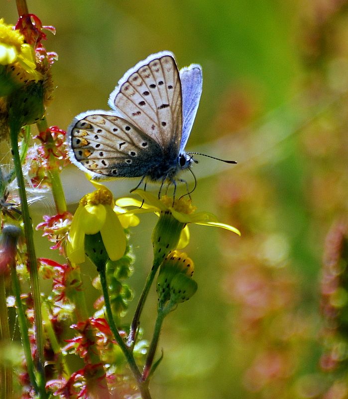Memleket Hazineleri KELEBEK 1
