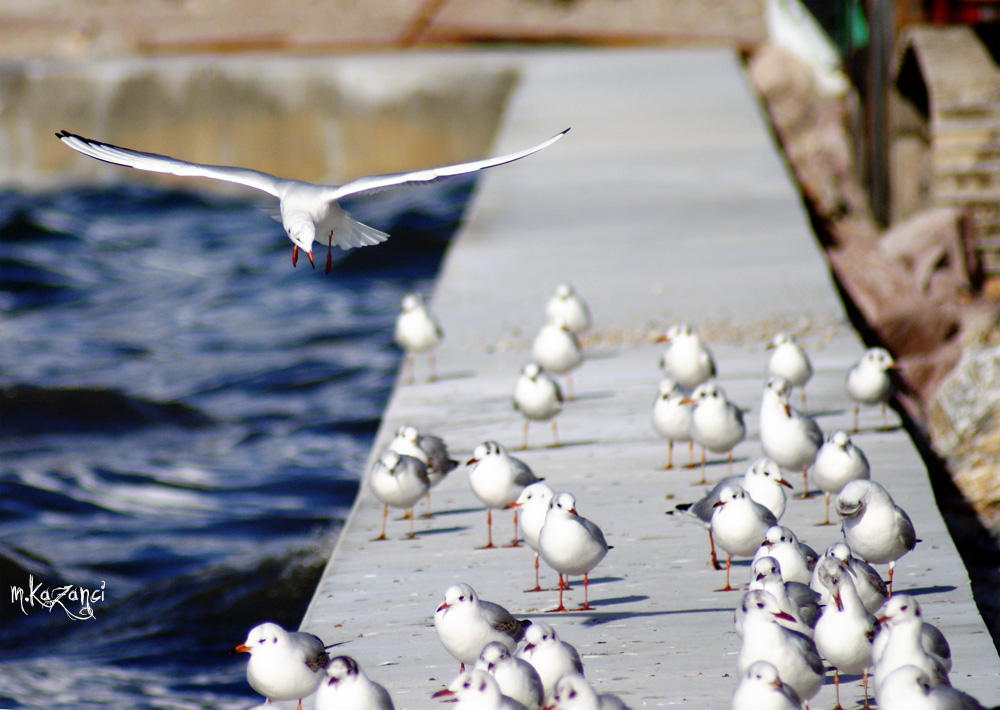 bana da bir yer verin aranzda