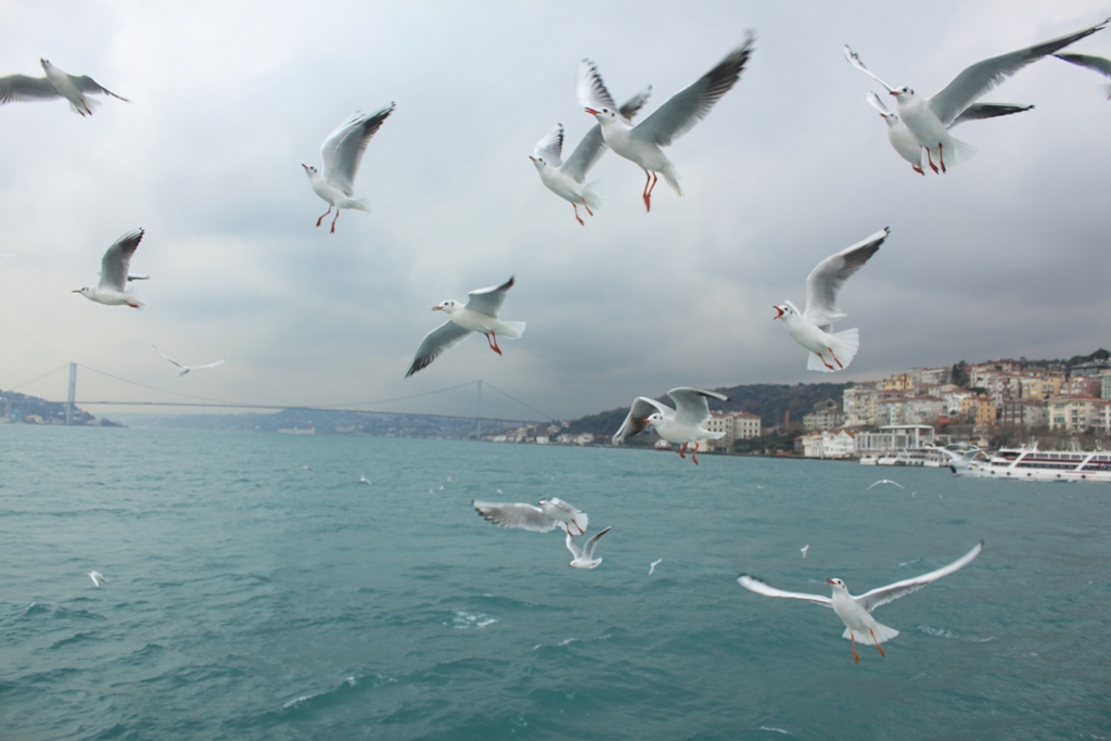 Bo�azda Mart�lar�n ��leni