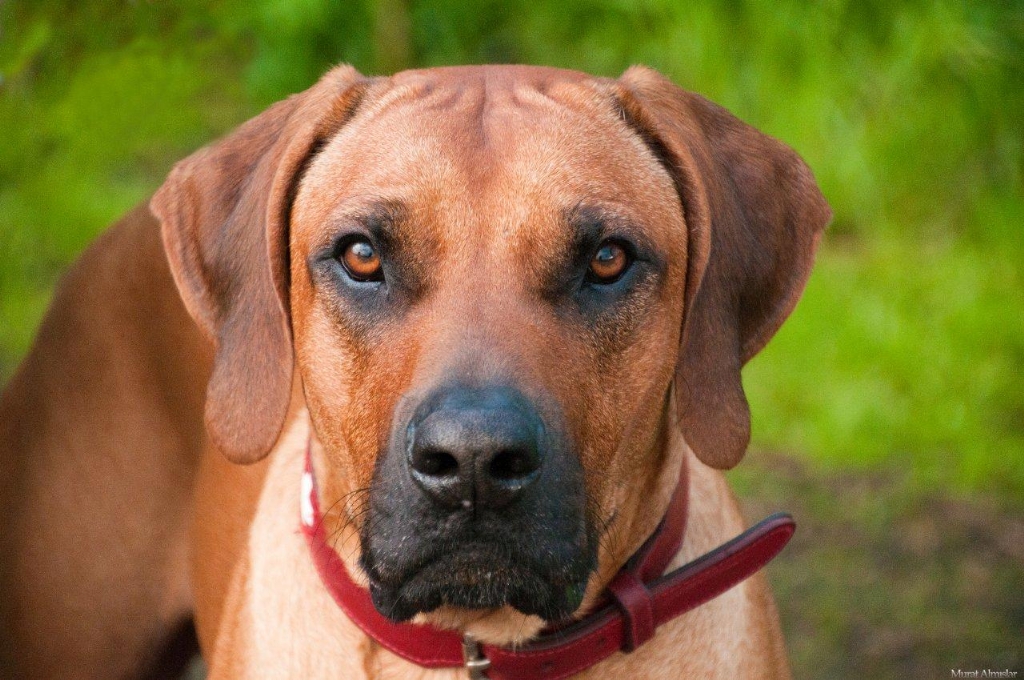 Baklarn Bana Biraz Cesaret versin