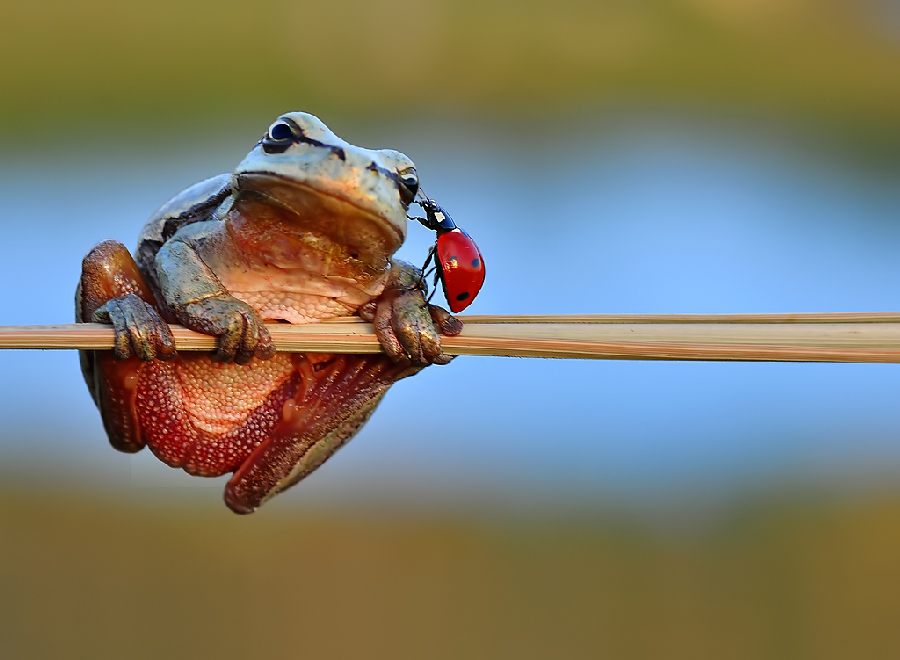 Hylea arborea + Coccinellidae -3