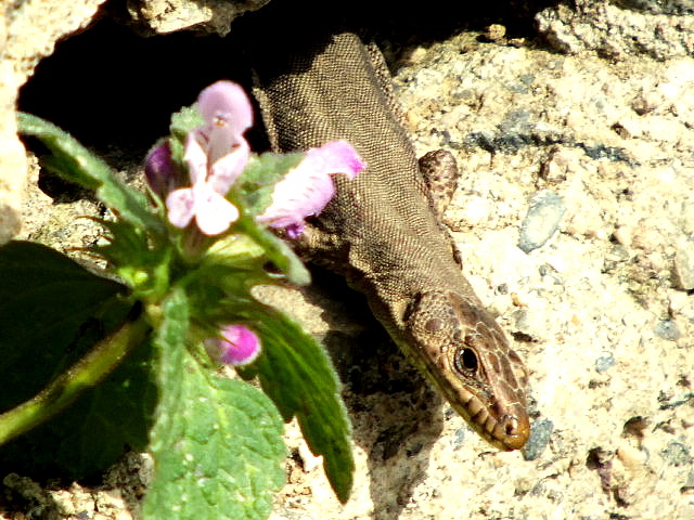 Bahar m� gelmi�??