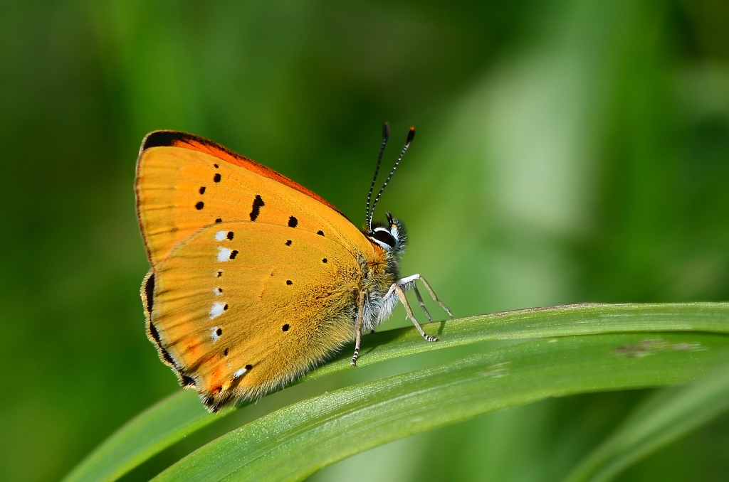 lycaena virgaureae