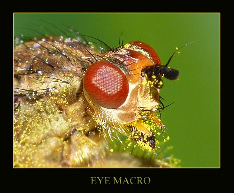 EYE MACRO