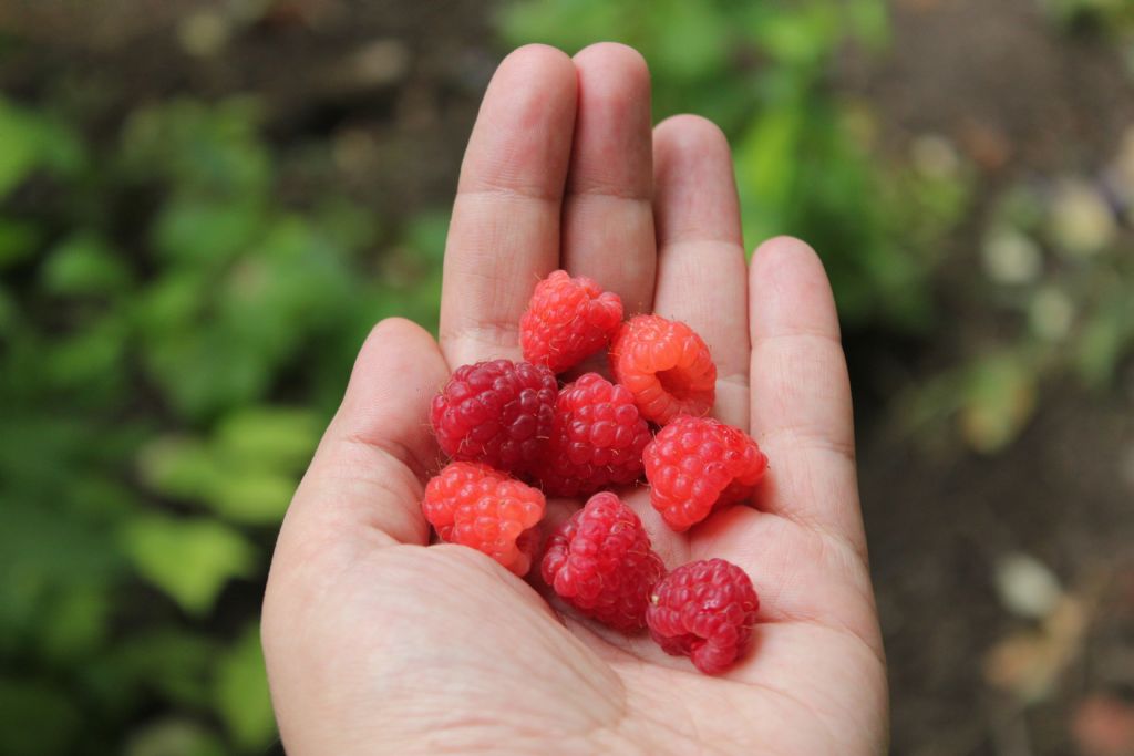 bir avu sevgi getirdim sana