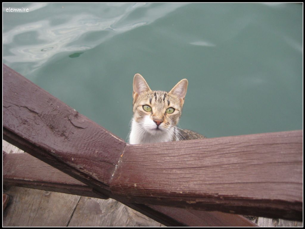 komposizyonum kediler