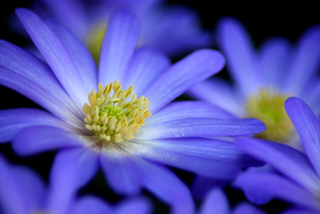 Anemone blanda