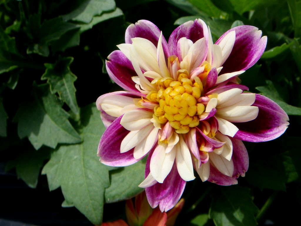 y�ld�z �i�e�i