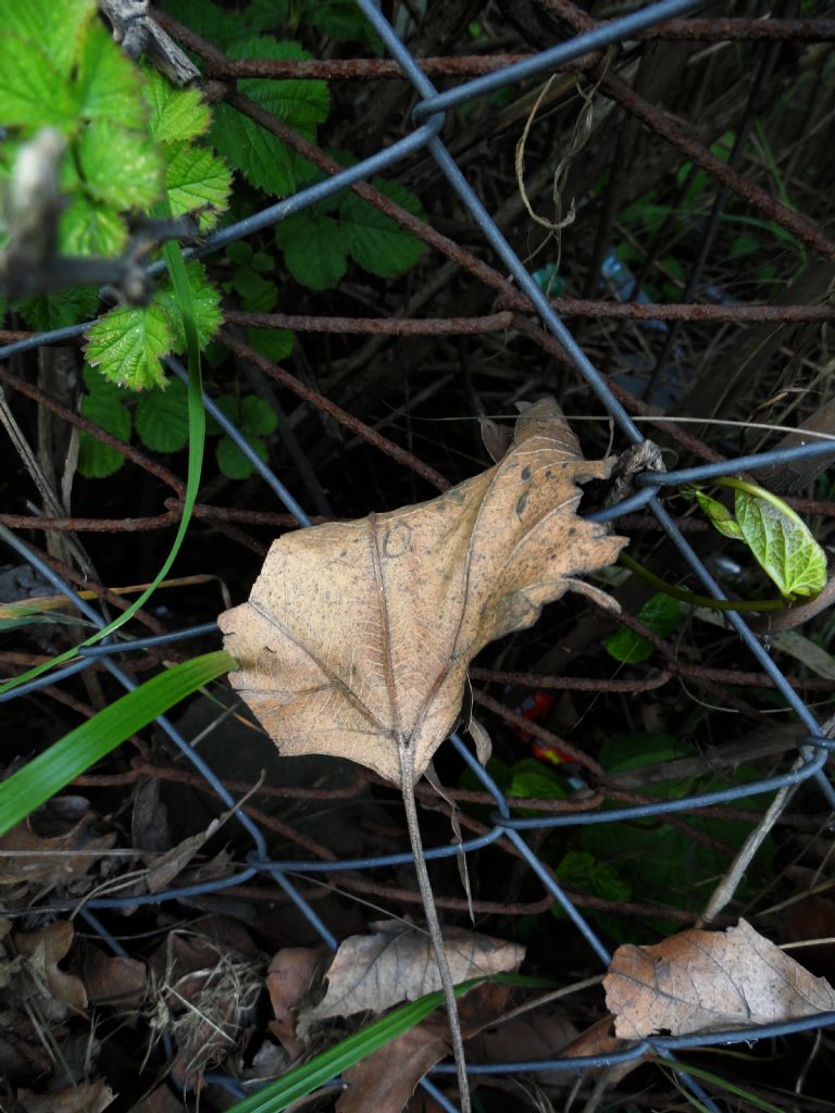 Ben k��� ya�ad�m sizde yaz� ya�ay�n