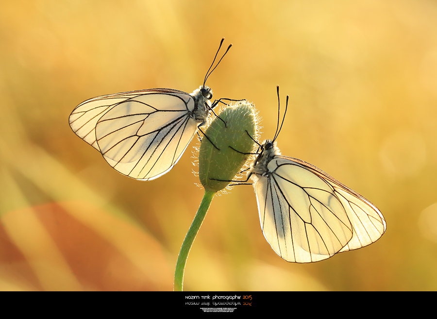 ... ::: Sabah I ::: ...