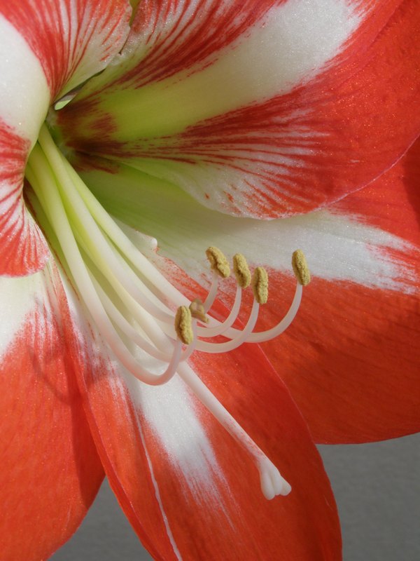 Amaryllis