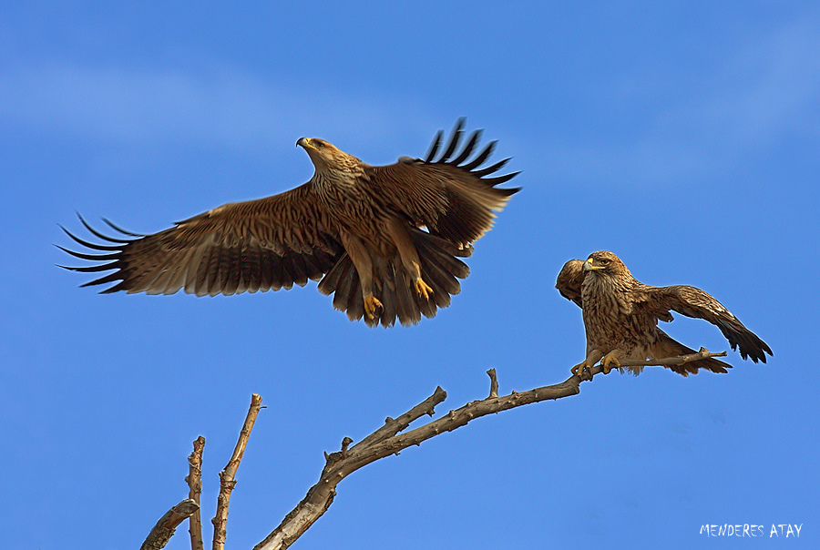 imperial eagle