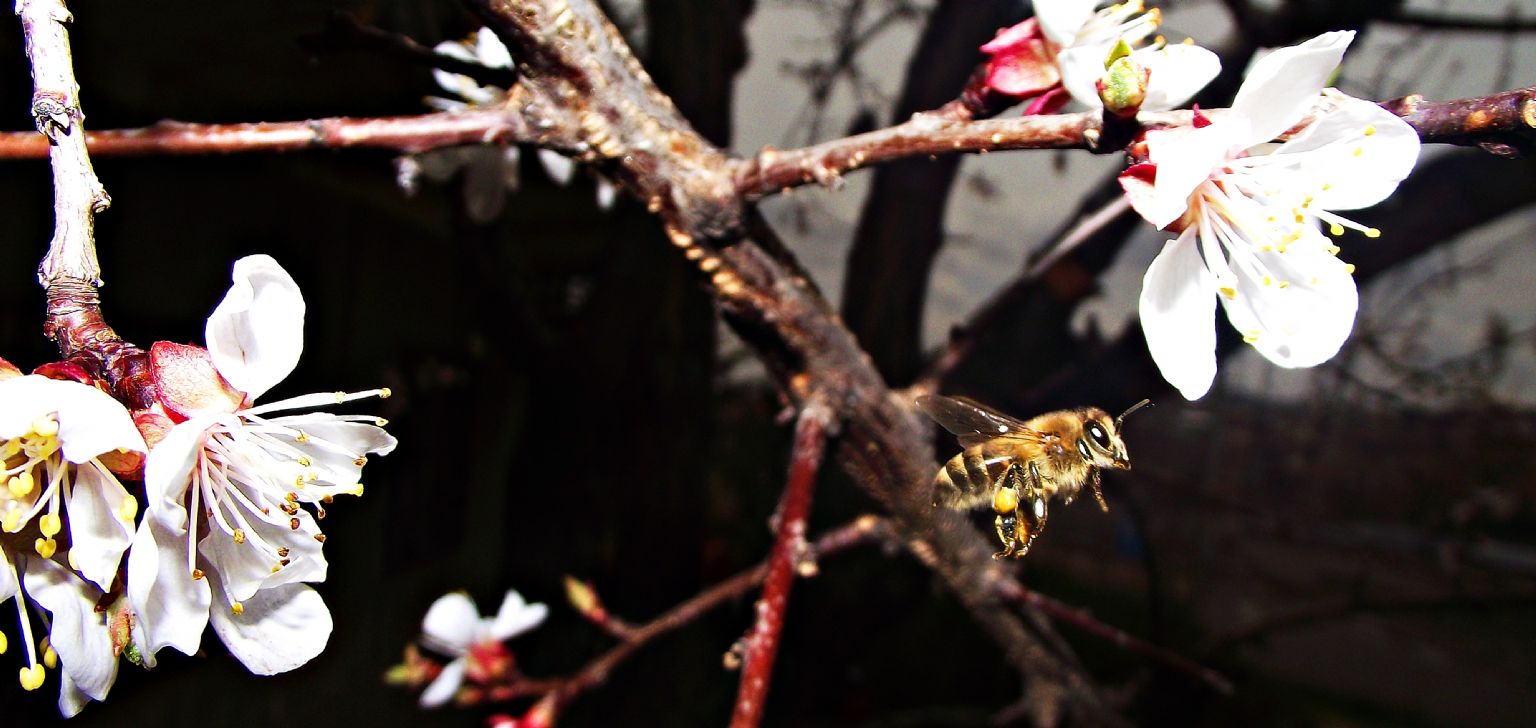 MESA� BA�LADI �� BA�I