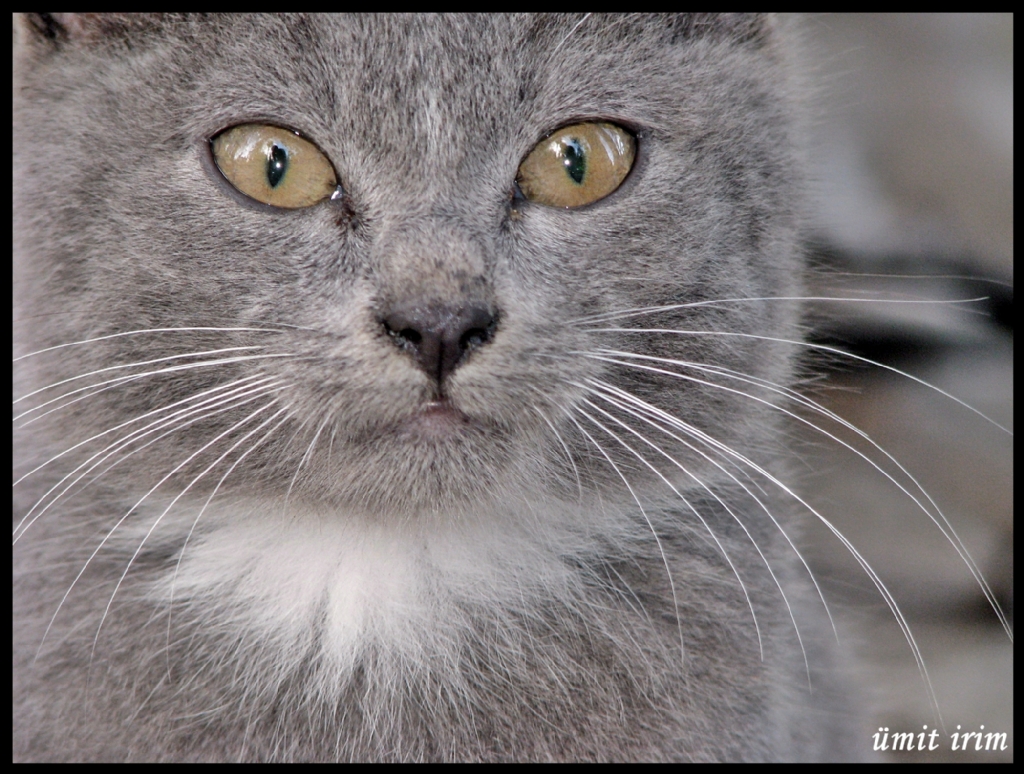 GG�ZLER�N B�R ���M SU