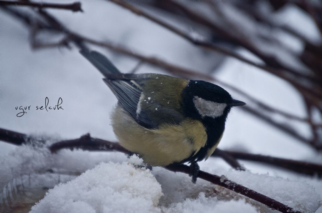 Penceremdeki ku�..