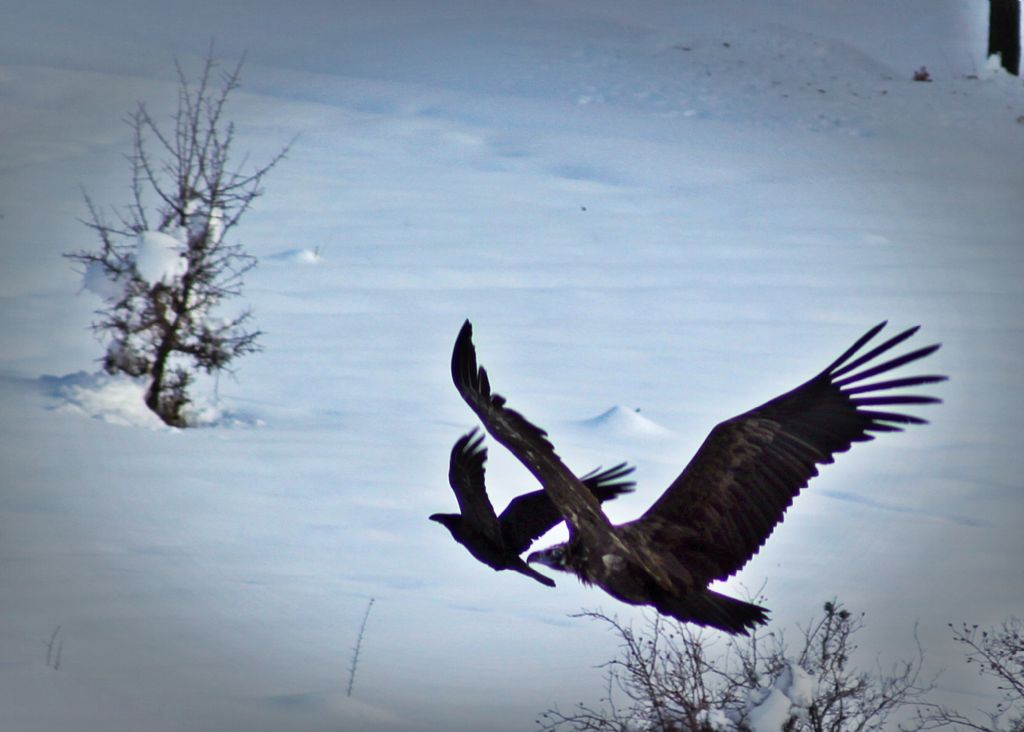 karaakbaba ve kuzgun