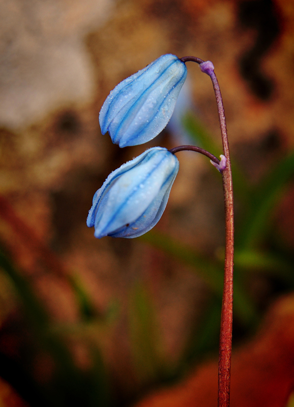 Scilia melaina