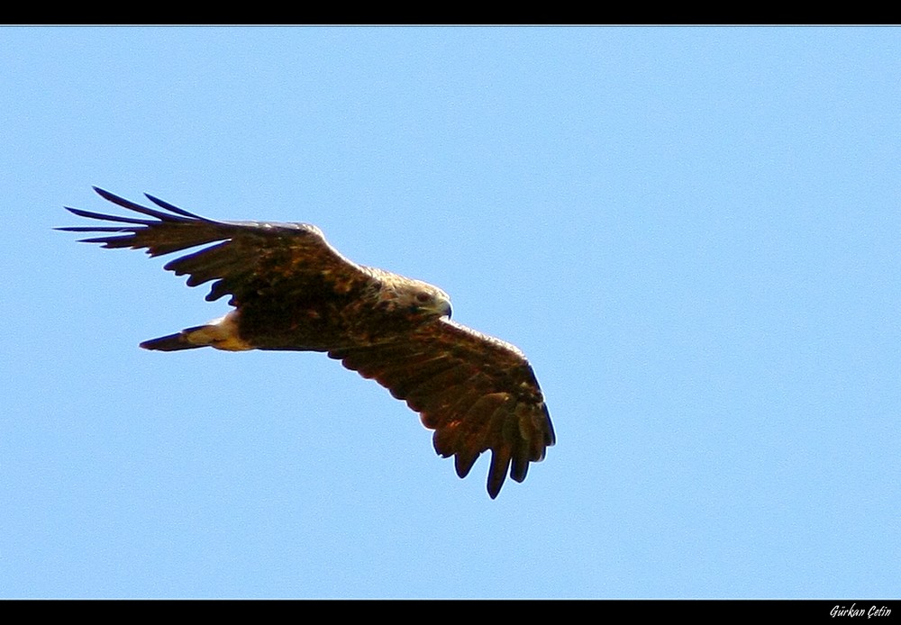 ah Kartal...