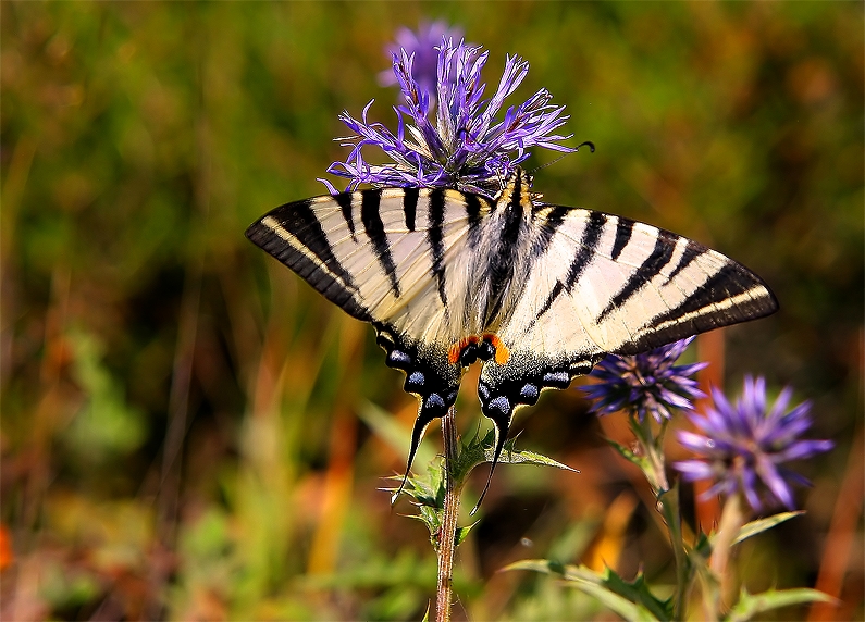 Iphiclides podalirus