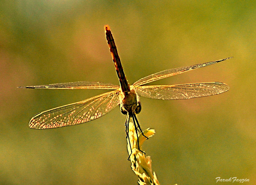 KANATLARINDA YILDIZLAR..