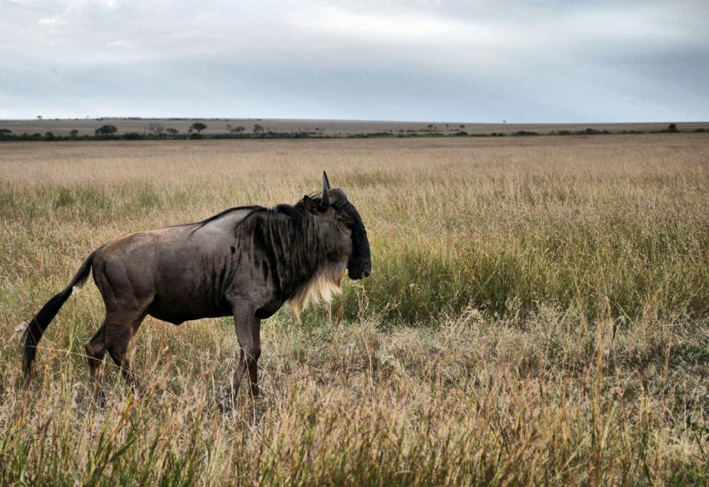 Okuz basli antilop -Wild beast